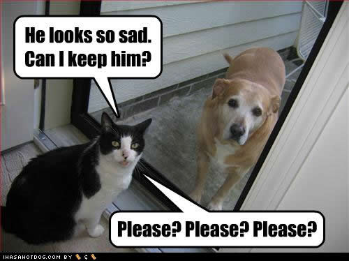 Dogs, amirite? in 2023  Funny animals with captions, Cat quotes funny, Cat  quotes