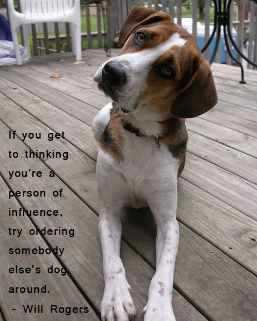 Funny Dog Owner Quotes QuotesGram