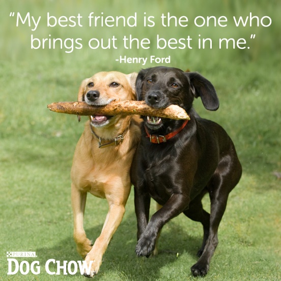 Quotes About Having Dogs. QuotesGram