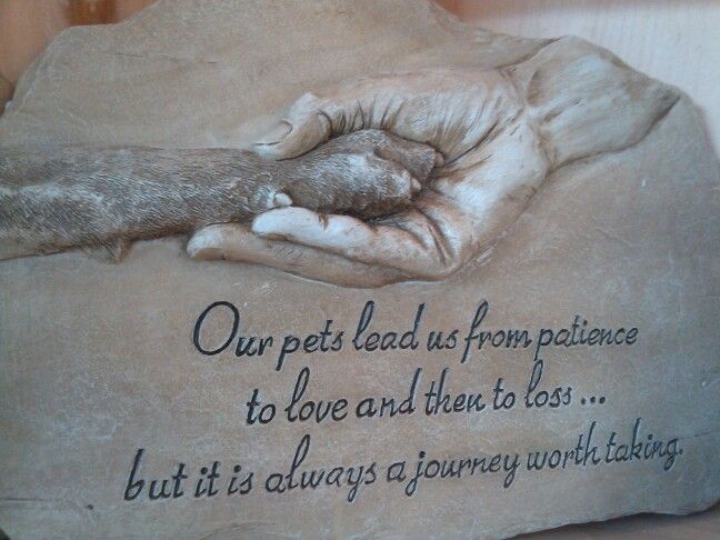 Pet Died Quotes QuotesGram pet-died-quotes-quotesgram