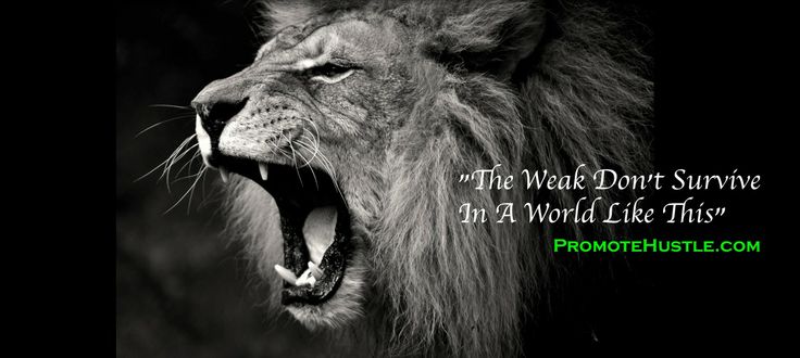 When A Lion Is Hungry Quotes Hungry Lion Quotes. QuotesGram