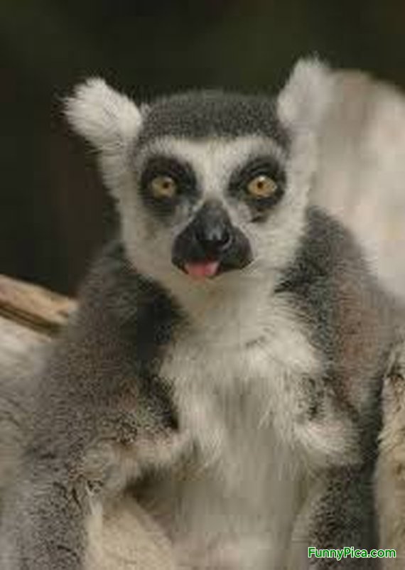 Lemur Funny Quotes. QuotesGram