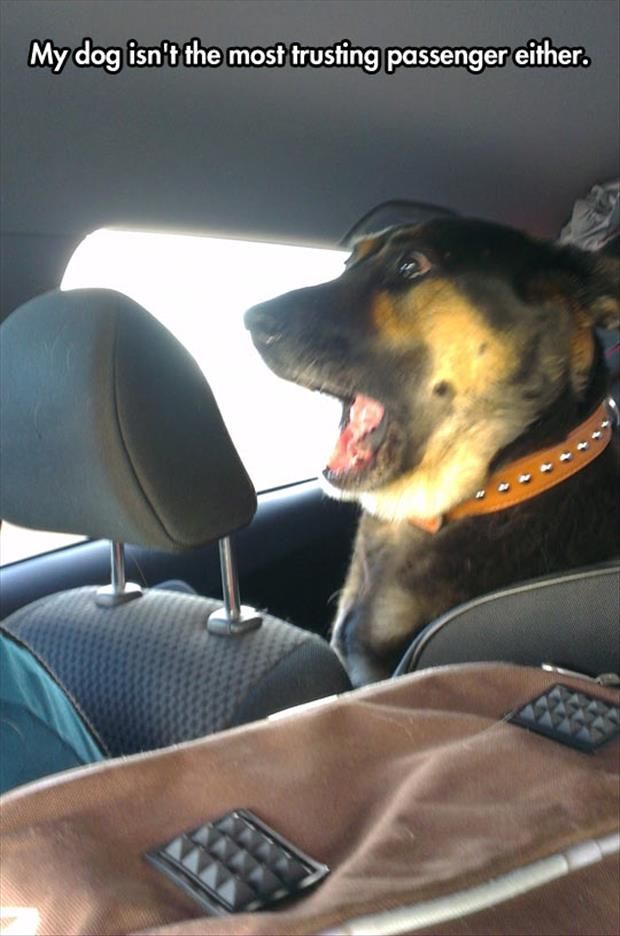 Back Seat Driver Funny Quotes. QuotesGram