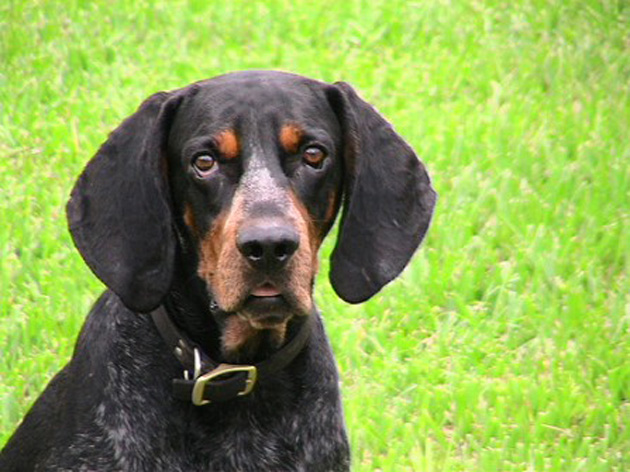 1547939713 Black And Tan Coonhound 2 
