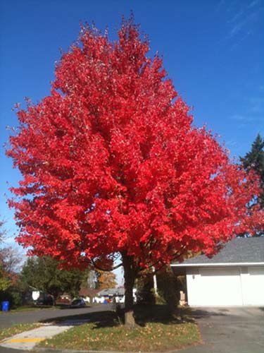 Leaves Changing Color Quotes. QuotesGram