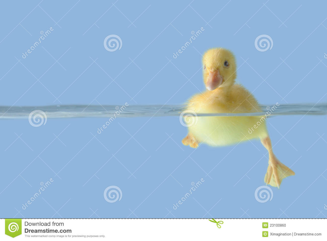 Blue Duck Quotes. QuotesGram