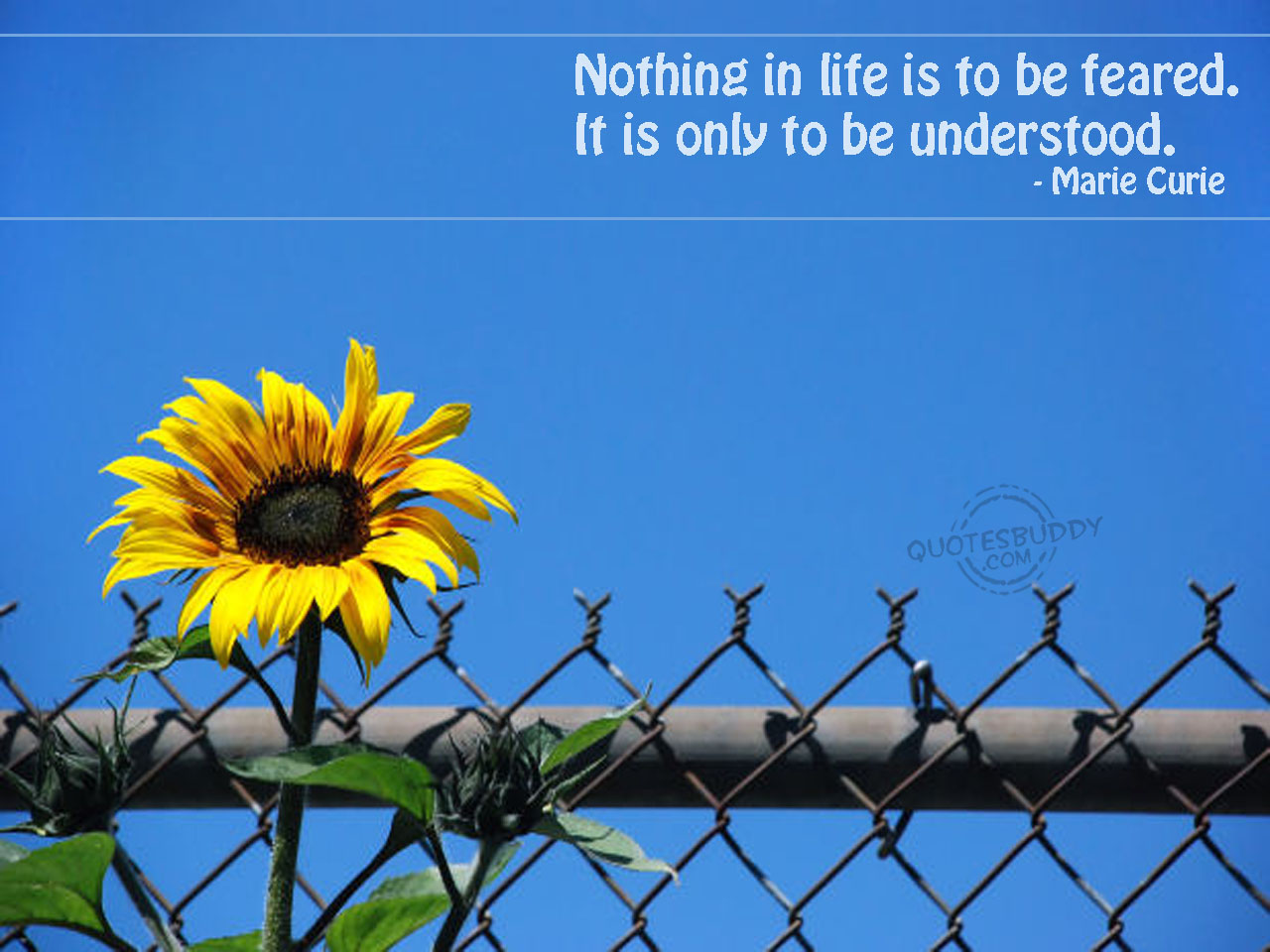 Sunflower Wallpaper With Quotes. QuotesGram