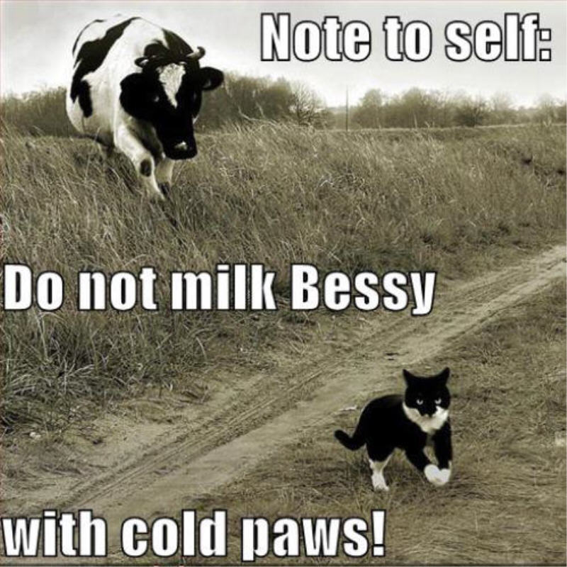 funny-cow-farm-quotes-quotesgram