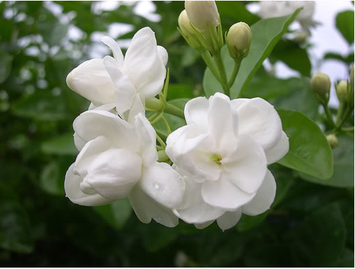 Jasmine Flower Quotes. QuotesGram