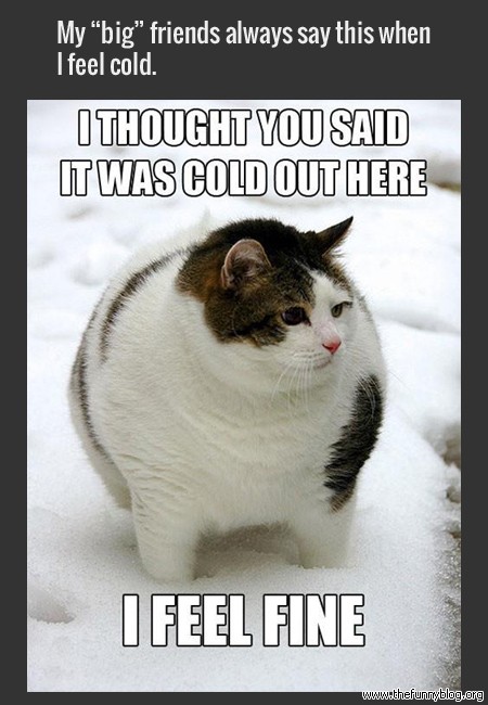 Cold Funny Quotes With Animals. QuotesGram