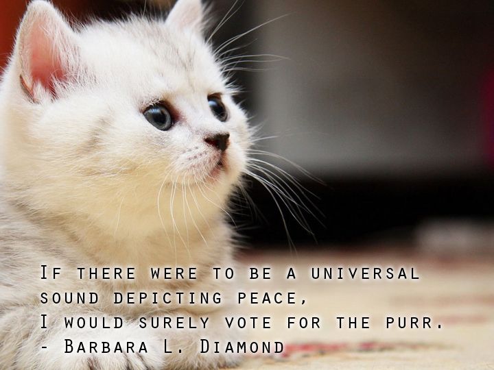 Famous Pet Quotes QuotesGram famous-pet-quotes-quotesgram