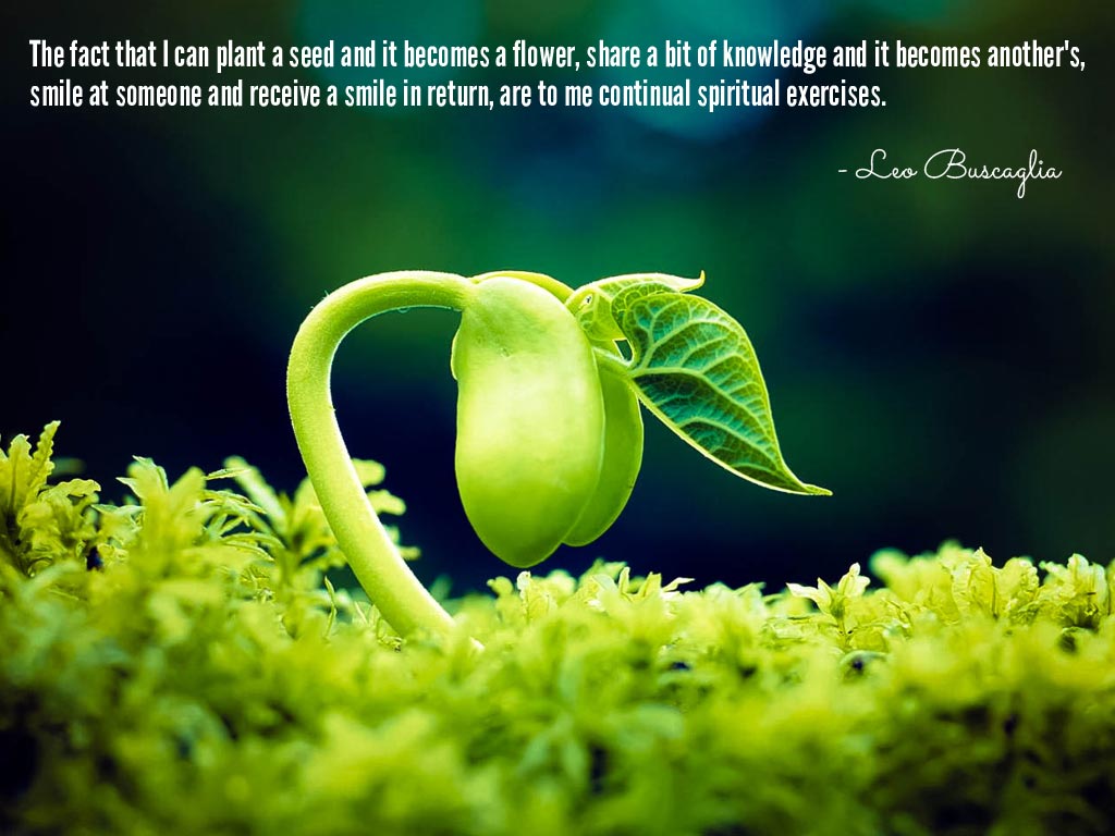 Inspirational Plant A Seed Quote Quotes About Growth And Seeds. Quotesgram