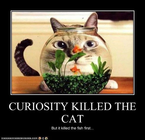Killed cat curiosity the Curiosity Killed
