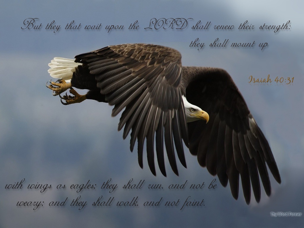 American Bald Eagle Quotes