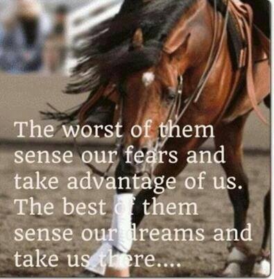 Amazing Horse Quotes. QuotesGram