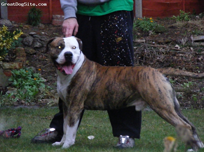 Famous Quotes American Bulldogs. QuotesGram