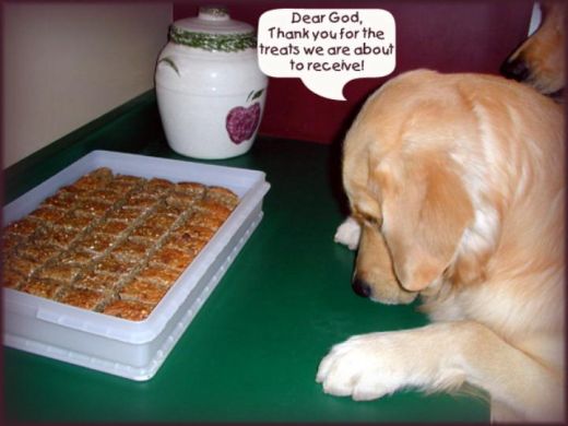 Fat Funny Quotes Dogs. QuotesGram Fat Funny Quotes Dogs. QuotesGram