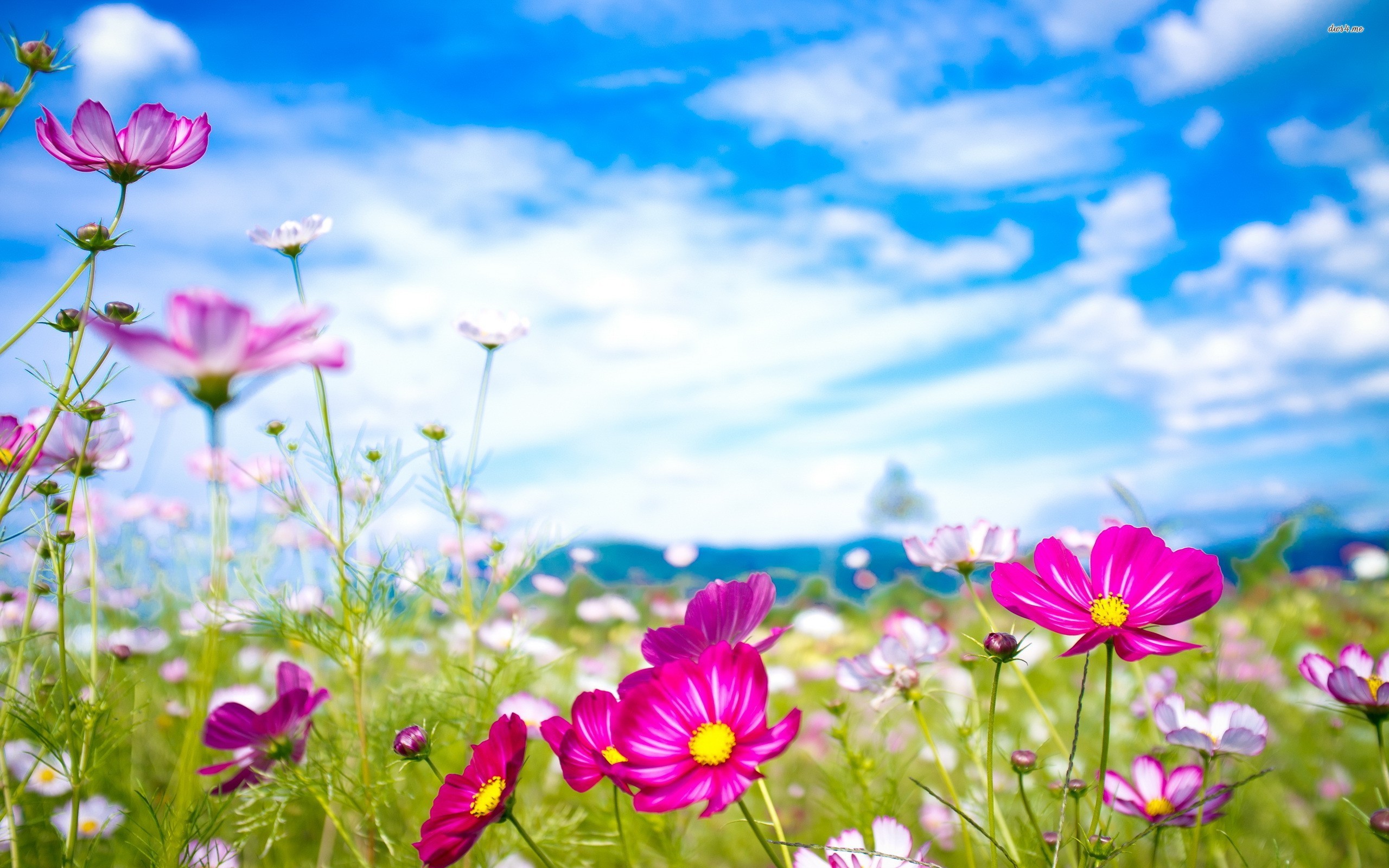 Cosmos Flower Quotes. QuotesGram