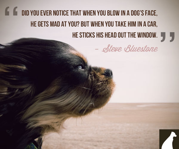 Quotes About Being Best Friends Dogs. QuotesGram