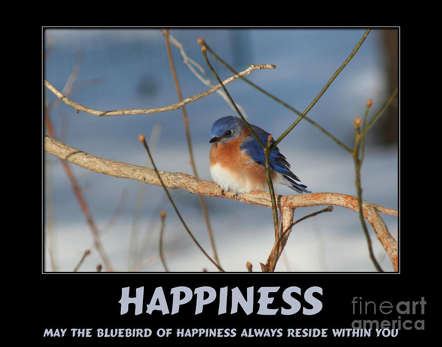 Bluebird Of Happiness Quotes