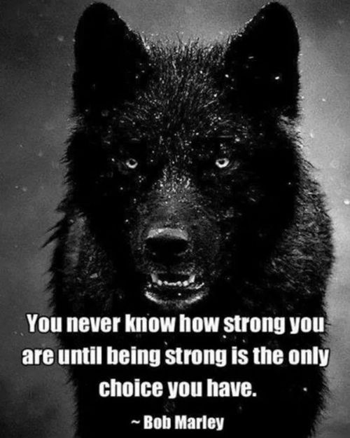 Alpha Wolf Quotes. QuotesGram