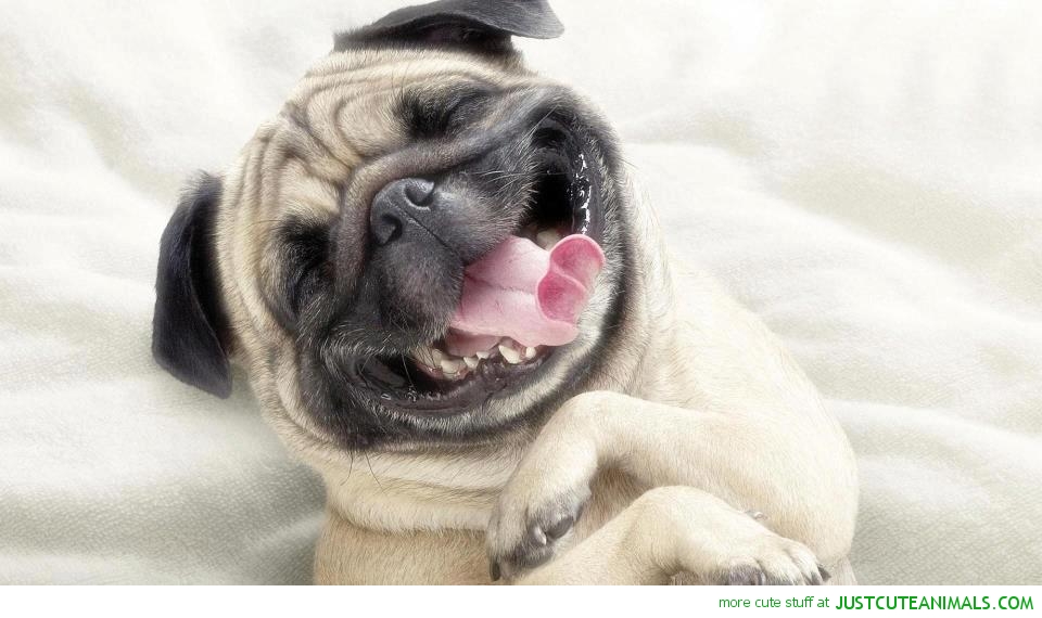 Animals Funny Quotes Laugh. QuotesGram