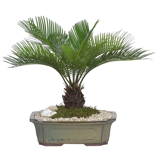 Quotes About Bonsai Trees. QuotesGram Quotes About Bonsai Trees. QuotesGram