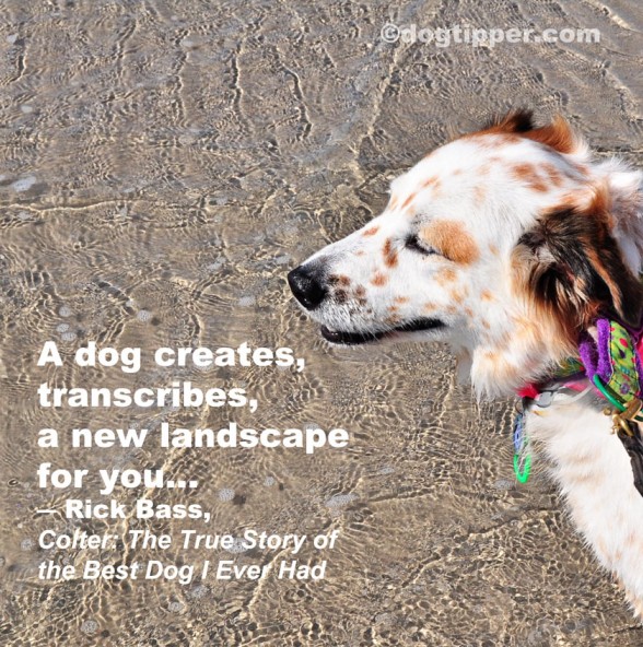 Best Dog Quotes Ever QuotesGram best-dog-quotes-ever-quotesgram