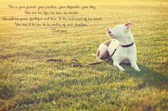 Dog Loyalty Quotes. QuotesGram