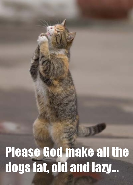 Cat Prayer Quotes. QuotesGram