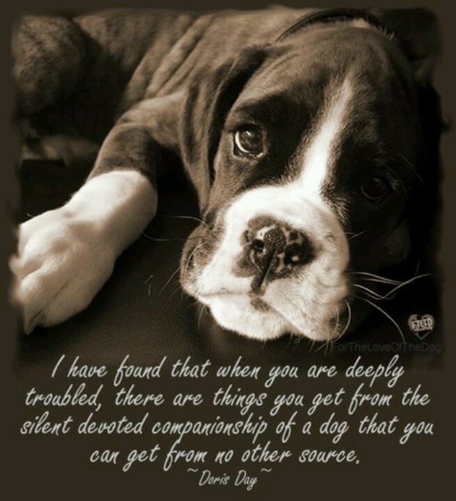 dogs and unconditional love