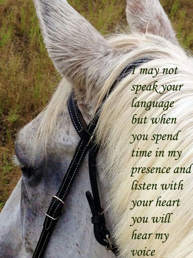 Thank You Horse Quotes. QuotesGram