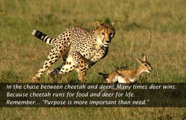 Quotes About Cheetahs. QuotesGram