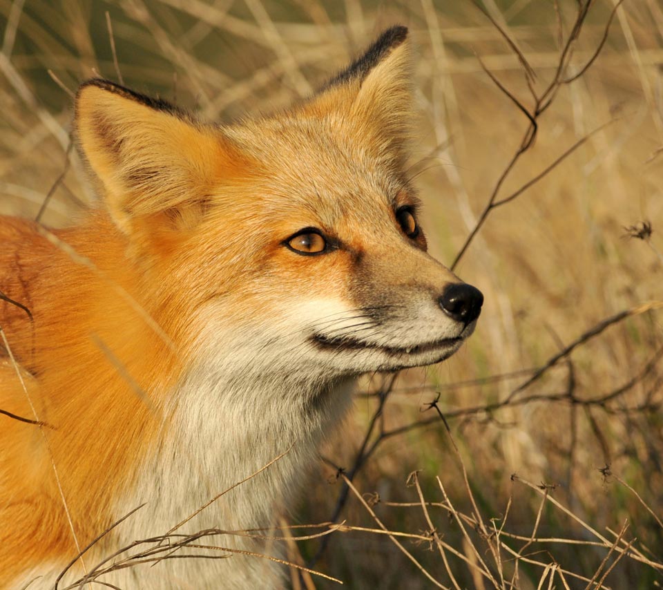 Fox Animal Quotes. QuotesGram Fox Animal Quotes. QuotesGram