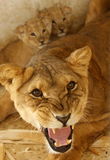 Lioness Protecting Her Cub Quotes. QuotesGram