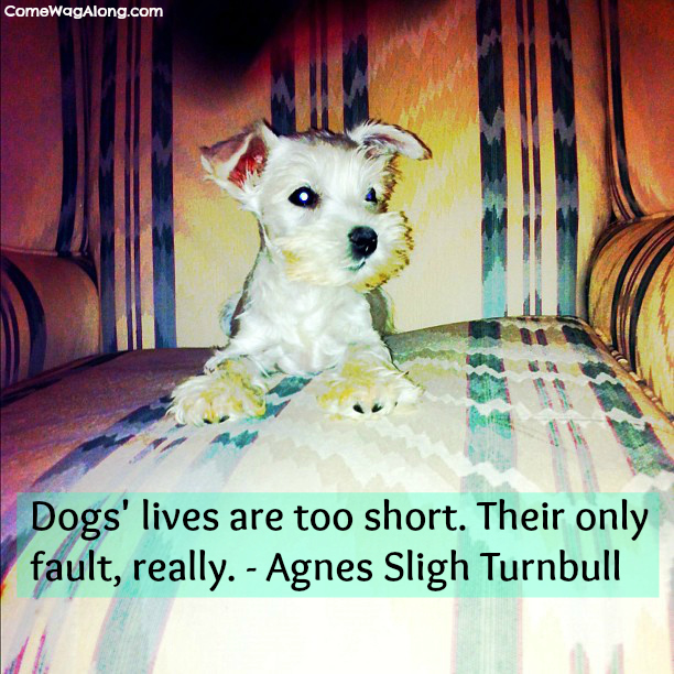 Dogs Are Family Too Quotes. QuotesGram