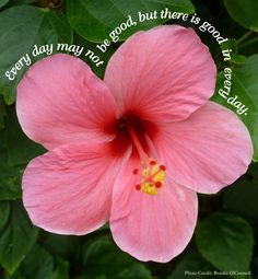 Quotes About Hibiscus. QuotesGram