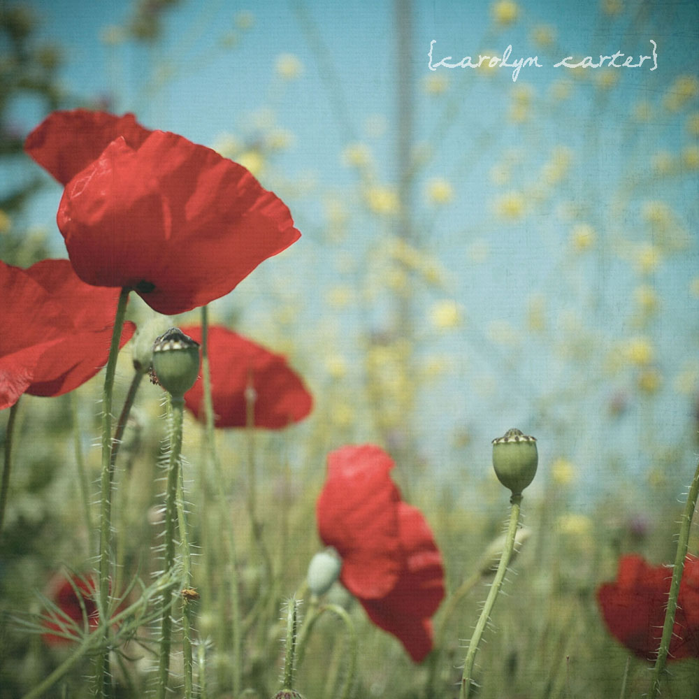 Quotes About Poppies. QuotesGram