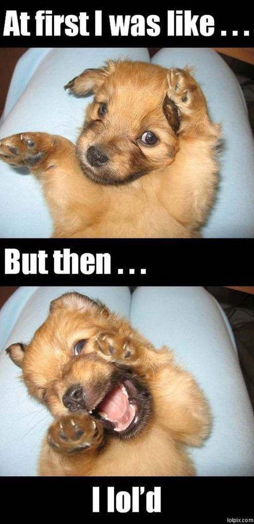 Clean Funny Animal Quotes. QuotesGram