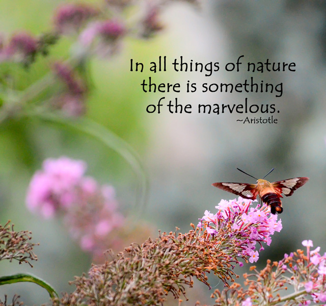 Inspirational Hummingbird Quotes. QuotesGram