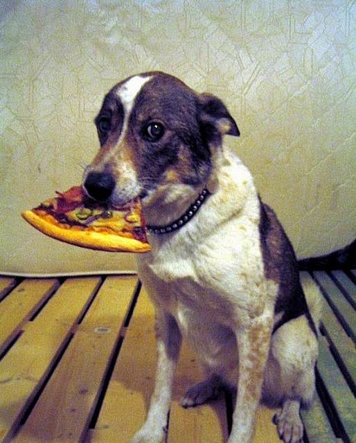 Dog Eat Dog World Quotes. QuotesGram