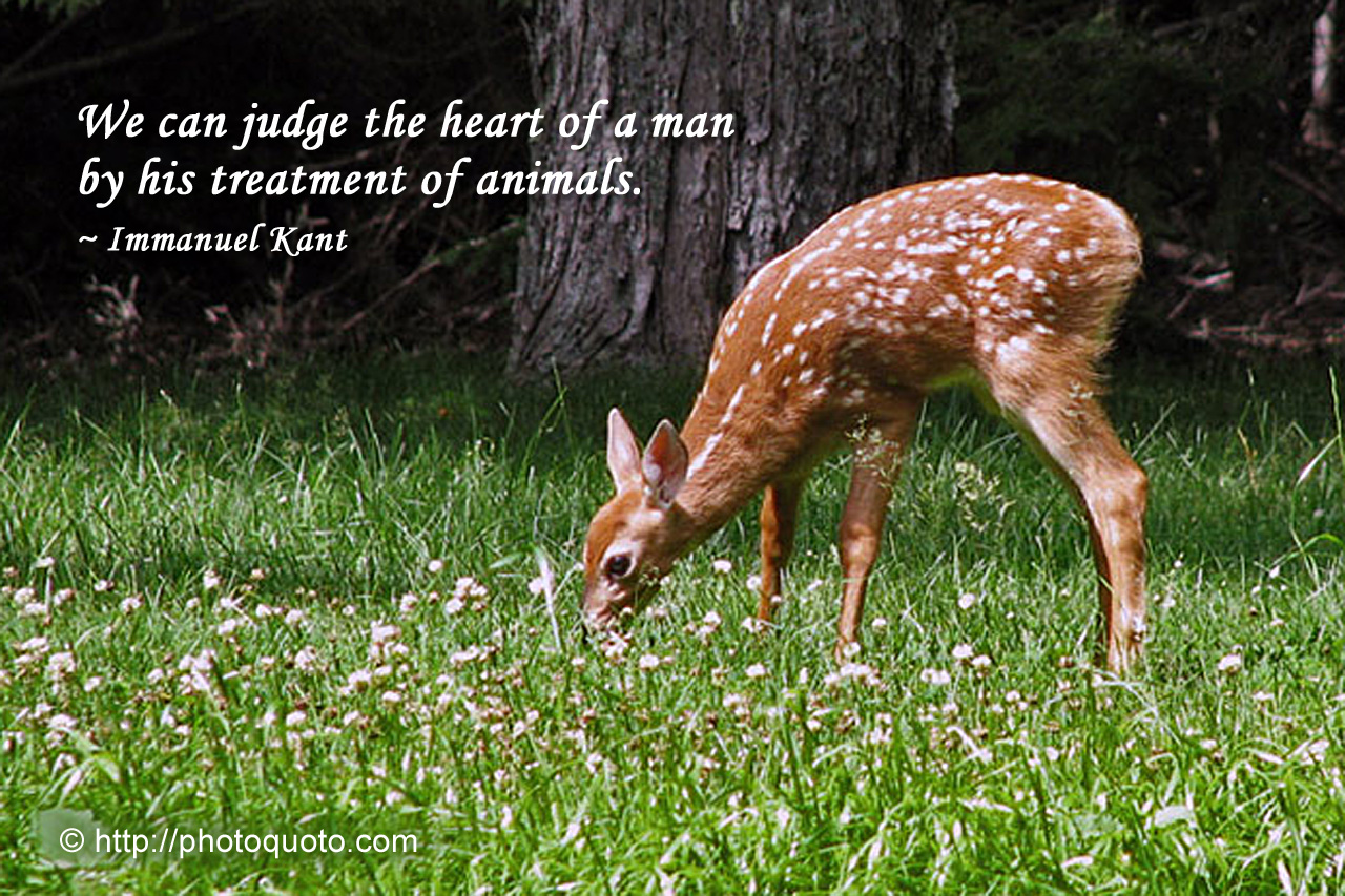 Quotes About Animal Deer