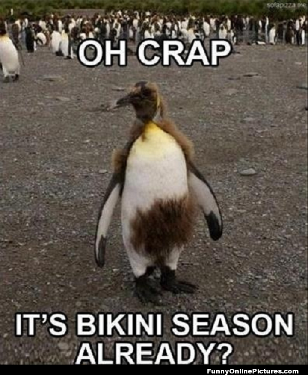 Funny Bikini Quotes QuotesGram