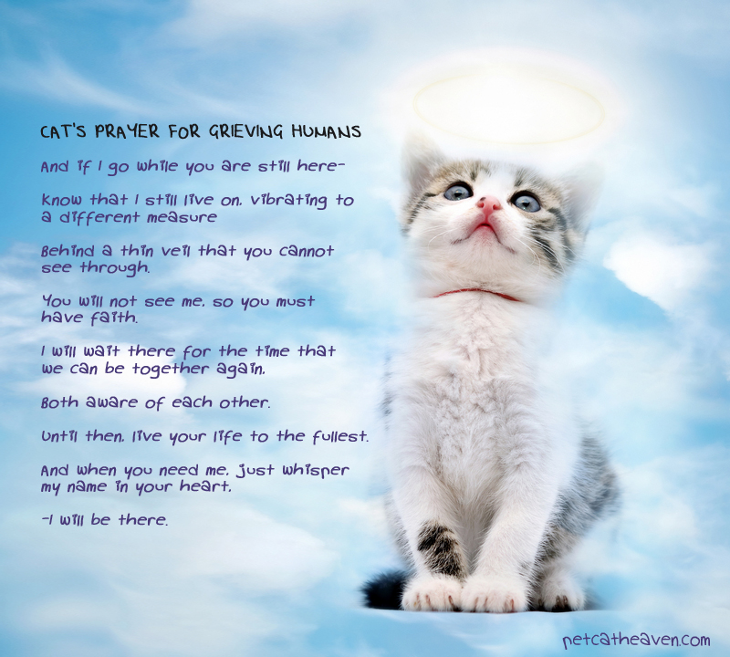 Quotes About Cats Dying. QuotesGram