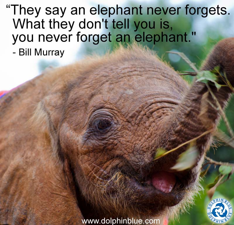 Elephant Memory Quote