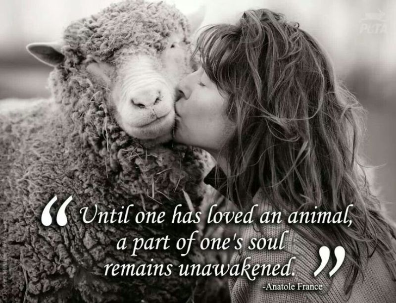 Famous Quotes About Animal Cruelty. QuotesGram