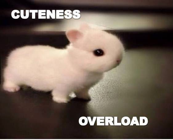 Baby Bunnies Cute Animals With Funny Quotes. QuotesGram
