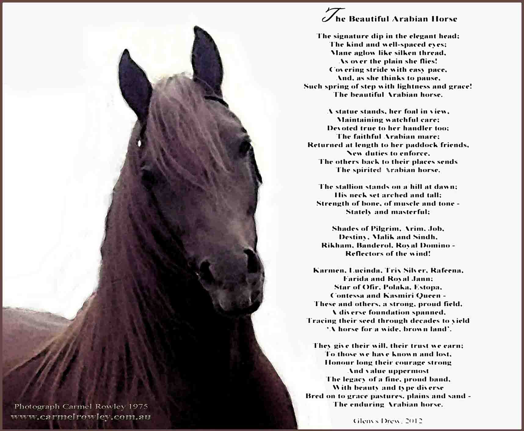 Horse Words And Phrases