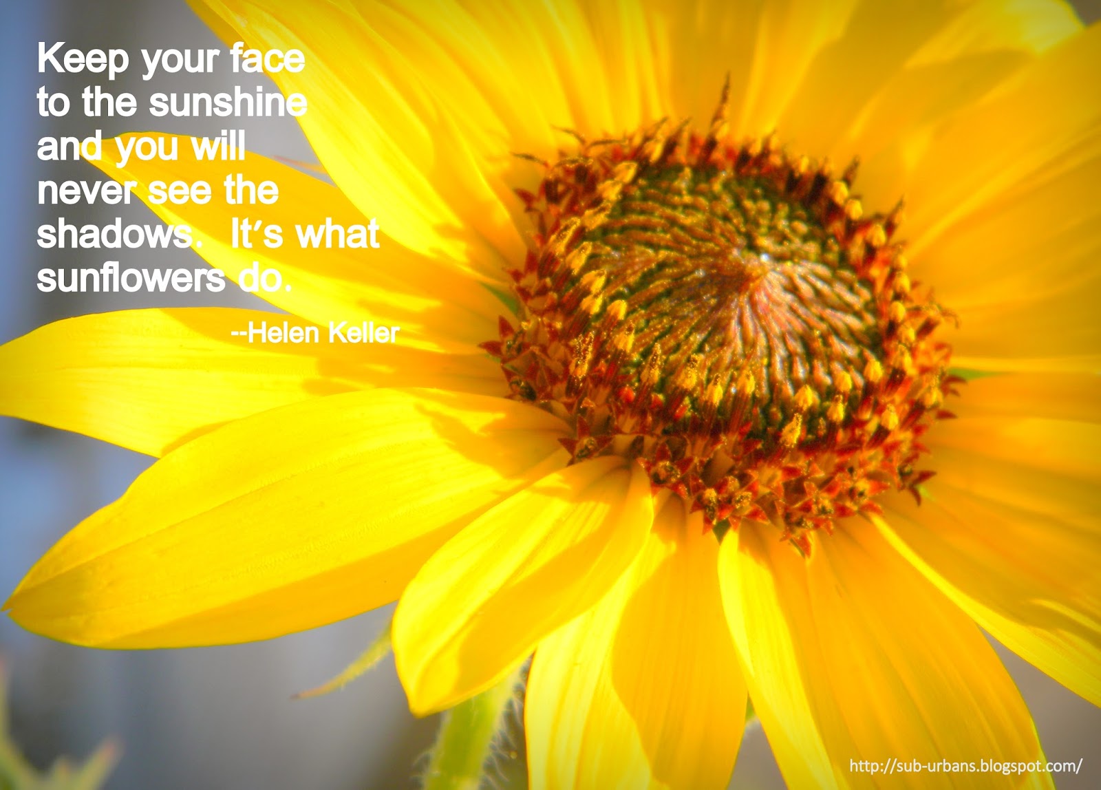 Sunflower Quotes QuotesGram Sunflower Quotes QuotesGram
