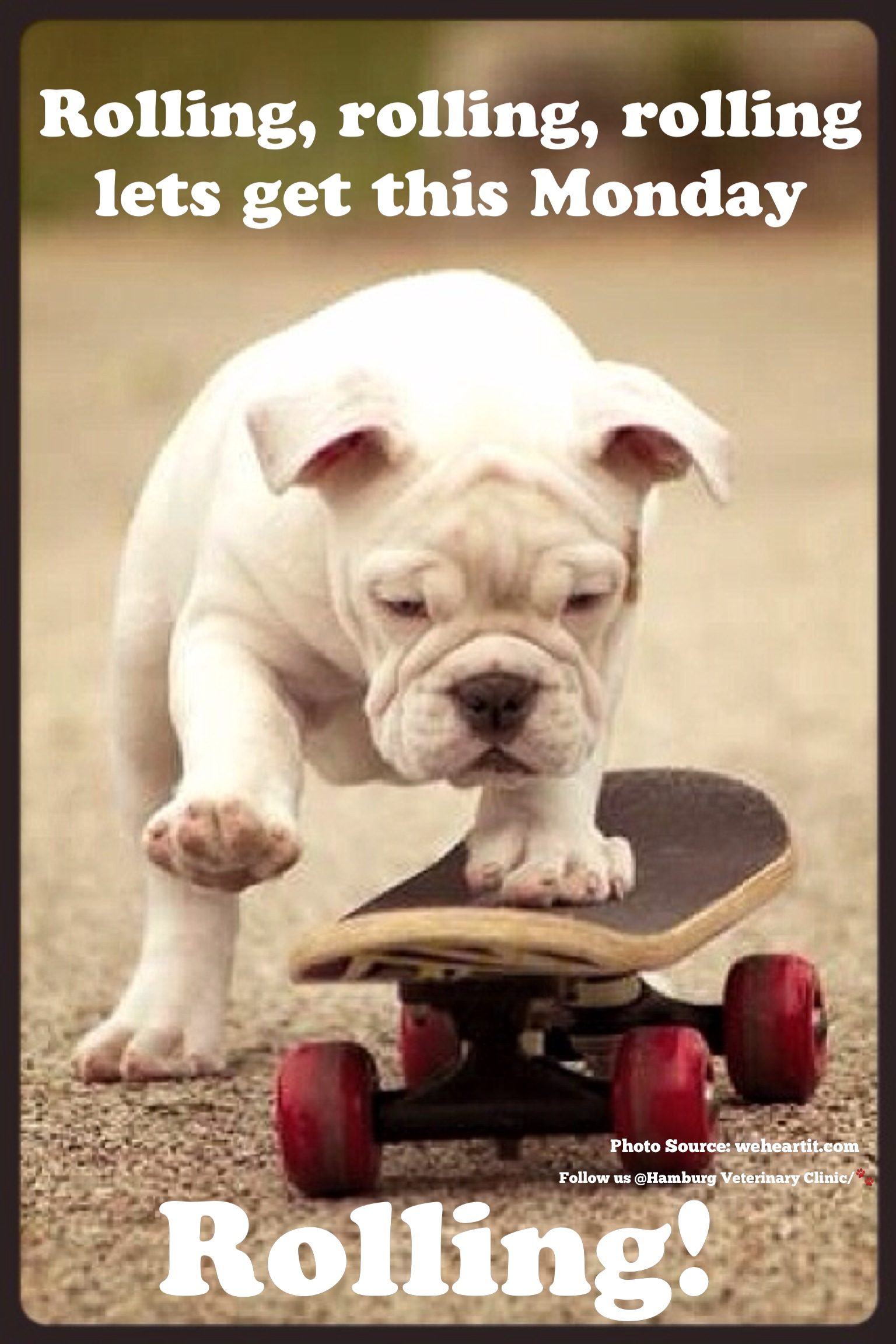 Monday Funny Dog Quotes QuotesGram